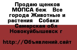 Продаю щенков МОПСА беж - Все города Животные и растения » Собаки   . Самарская обл.,Новокуйбышевск г.